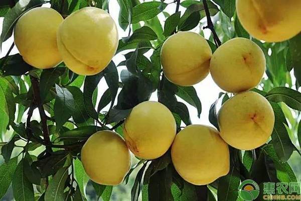 南方地區(qū)黃桃的高產(chǎn)種植技術(shù)
